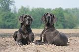 DOGUE ALLEMAND 472